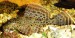 Pterygoplichthys gibbiceps- Krunýřovec síťovaný